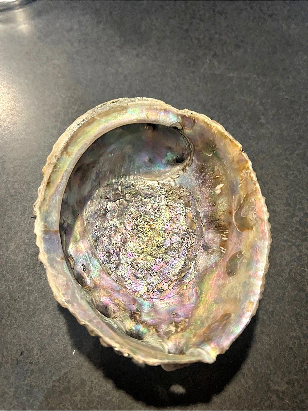 Iridescent Abalone Shell Decor - Picture 6 of 7